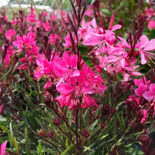 Gaura lindheimeri EVERLAST 'Dark Pink' - Harilik kalevikepp EVERLAST 'Dark Pink' P9/0,55L